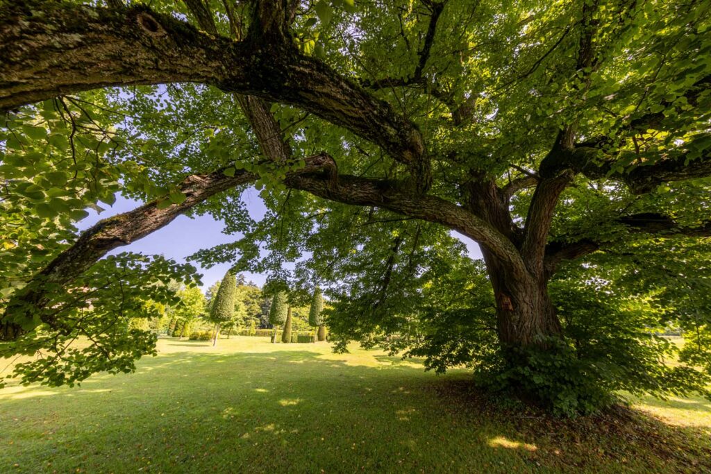 Riesiger Lindenbaum auf Idyllischer Schlosswiese